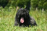 BOUVIER DES FLANDRES 507